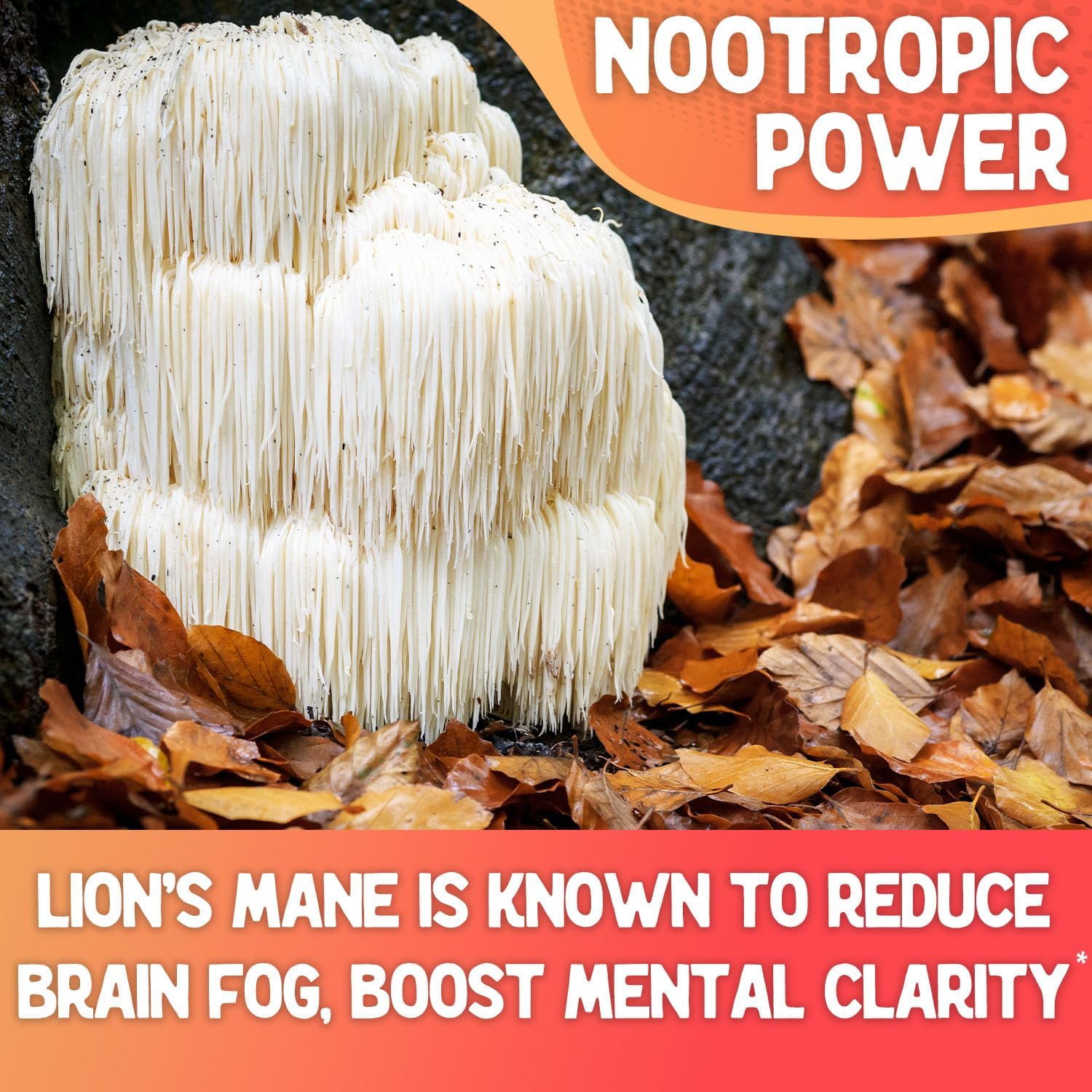 Fungi Fusion Mushroom Blend Capsules - Lion's Mane, Reishi, Chaga, Cordyceps