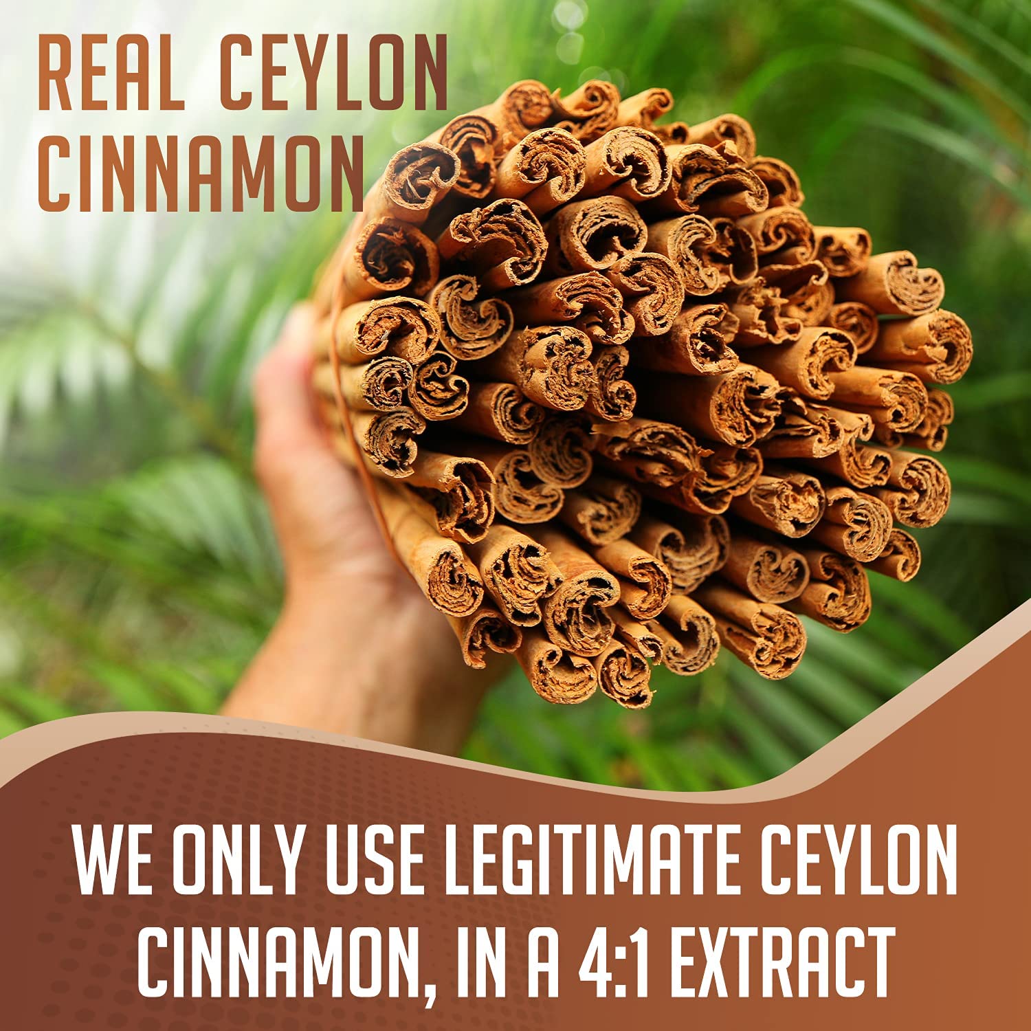 Ceylon Cinnamon Extract Powder 4:1