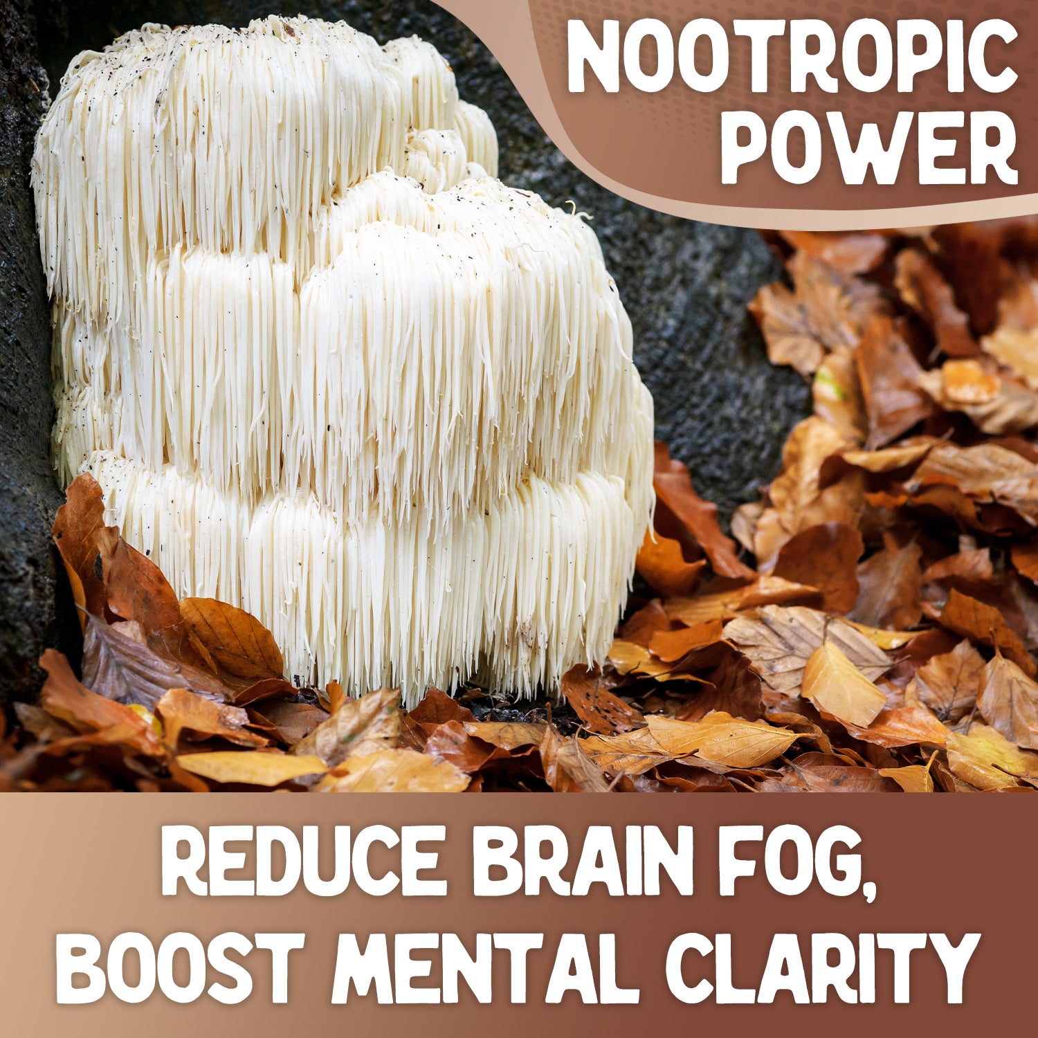 Organic Lion's Mane Powder